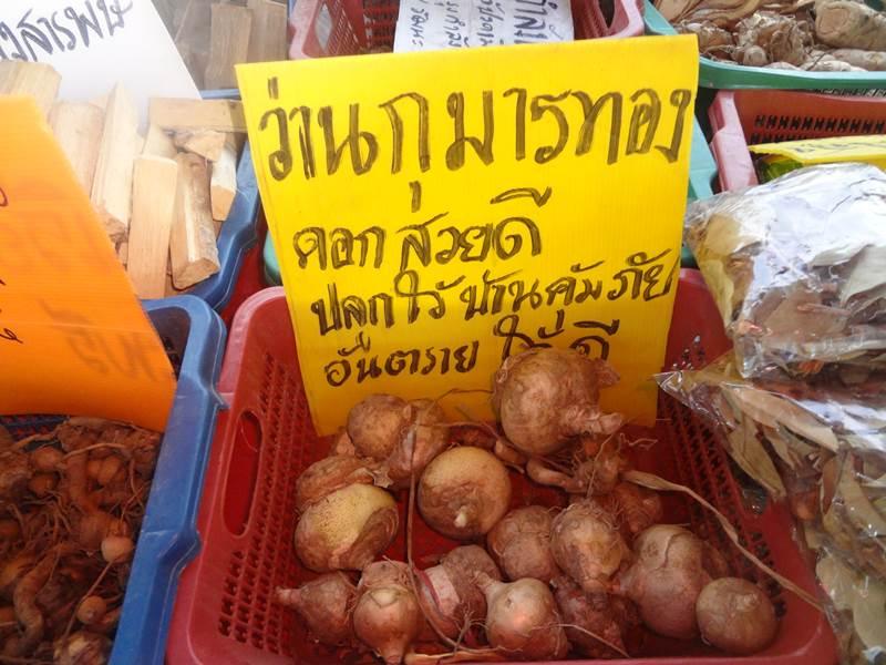 ได้เห็นและได้รู้จัก ชื่อ ว่าน เหล่านี้ ในงานคนไทยหัวใจเกษตร ครั้งที่5 นี่แหละ !!!