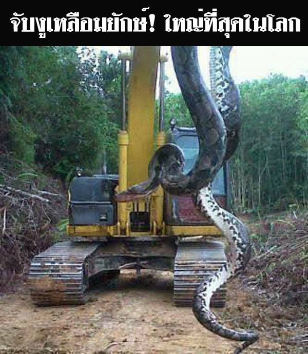 จับงูเหลือมยักษ์ อ้างขนาดใหญ่ที่สุดในโลก ยาวเกือบ 15 เมตร!!