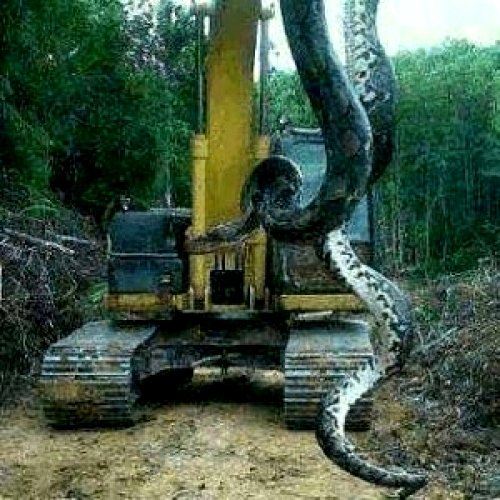 จับงูเหลือมยักษ์ อ้างขนาดใหญ่ที่สุดในโลก ยาวเกือบ 15 เมตร!!