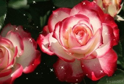ดอกกุหลาบ ดอกไม้สวยๆ กริตเตอร์ น่ารักๆ No.2