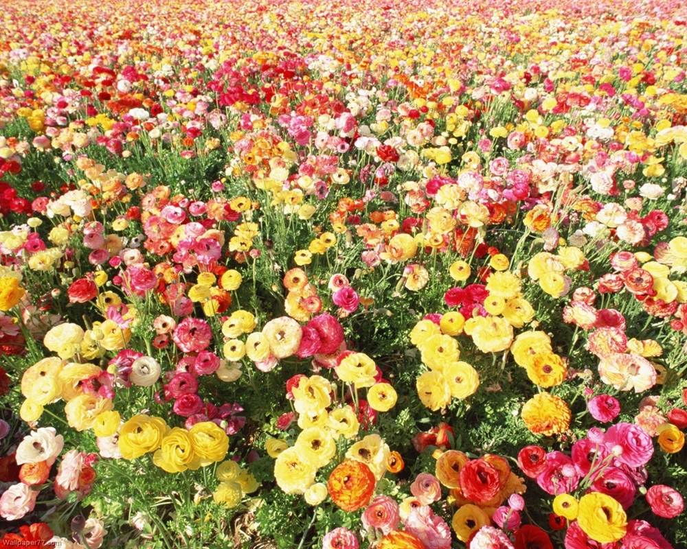 ภาพดอกไม้สวยๆ HD-3D-Wallpapers-Backgrounds (Flower)ภาพพื้นหลัง พักหน้าจอ No.1