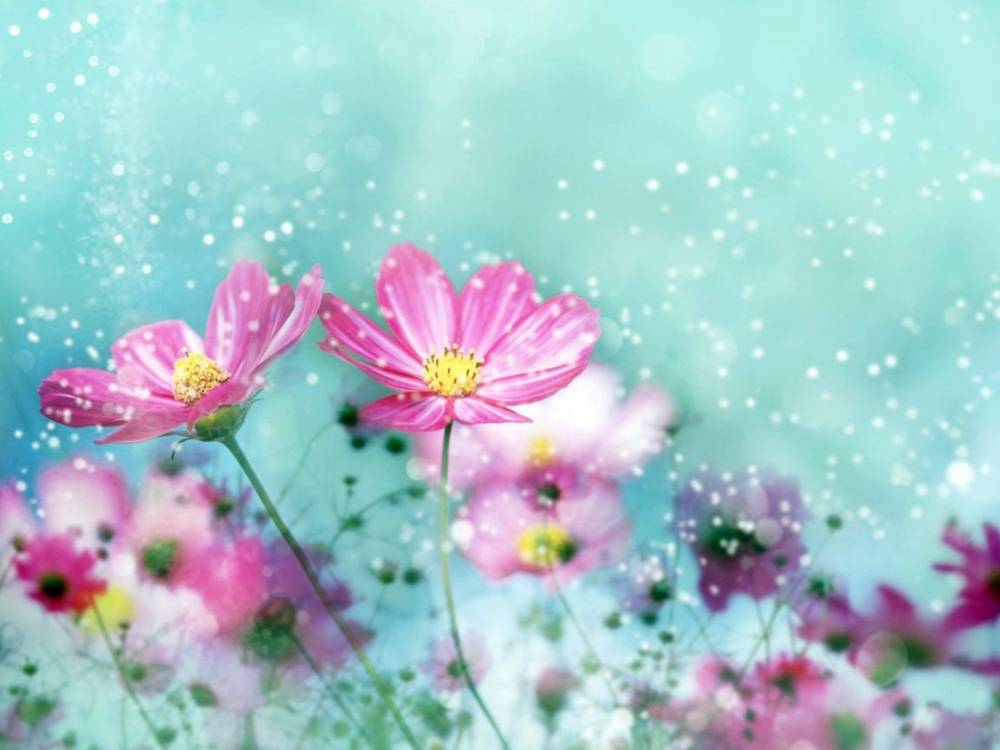 ภาพดอกไม้สวยๆ HD-3D-Wallpapers-Backgrounds (Flower)ภาพพื้นหลัง พักหน้าจอ No.2