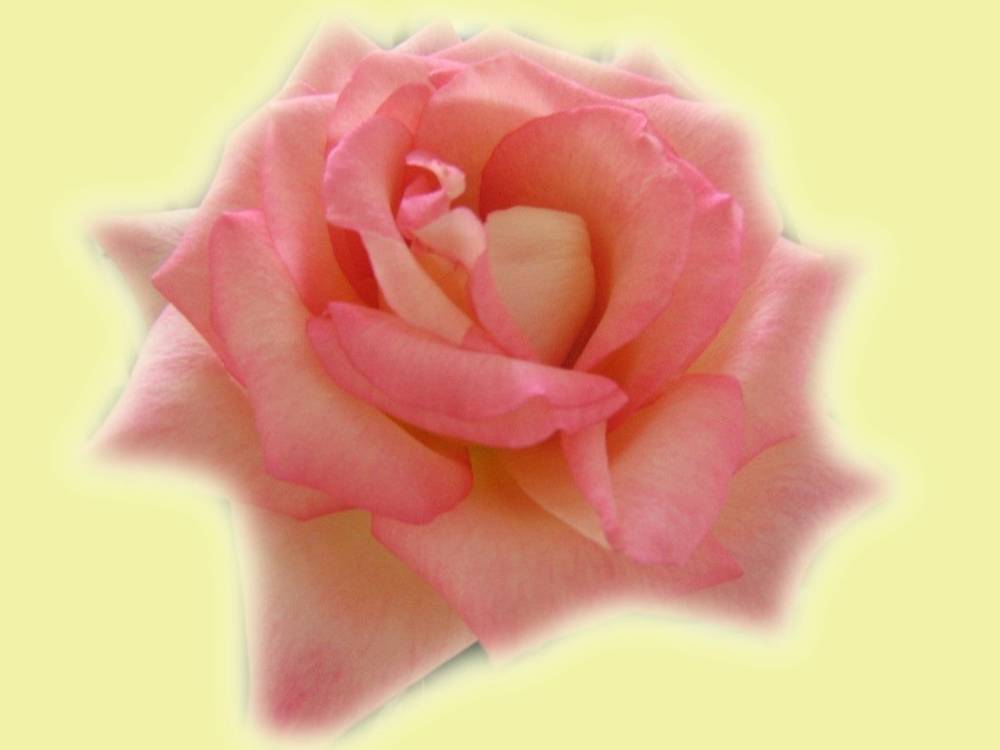 ภาพดอกไม้สวยๆ HD-3D-Wallpapers-Backgrounds (Flower)ภาพพื้นหลัง พักหน้าจอ No.4