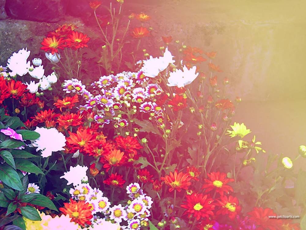 ภาพดอกไม้สวยๆ HD-3D-Wallpapers-Backgrounds (Flower)ภาพพื้นหลัง พักหน้าจอ No.4
