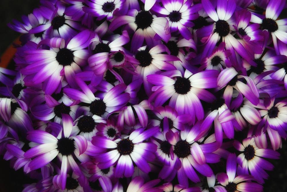 ภาพดอกไม้สวยๆ HD-3D-Wallpapers-Backgrounds (Flower)ภาพพื้นหลัง พักหน้าจอ No.5