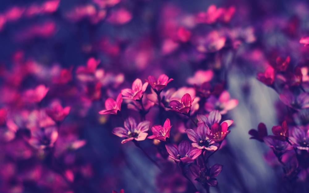 ภาพดอกไม้สวยๆ HD-3D-Wallpapers-Backgrounds (Flower)ภาพพื้นหลัง พักหน้าจอ No.6