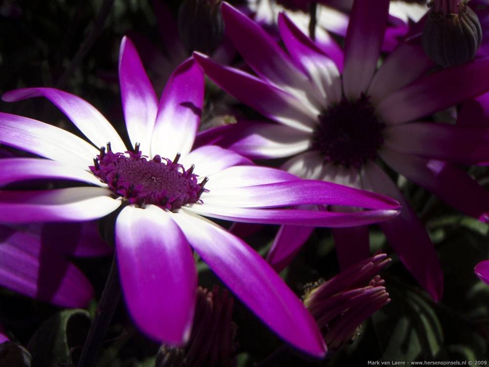 ภาพดอกไม้สวยๆ HD-3D-Wallpapers-Backgrounds (Flower)ภาพพื้นหลัง พักหน้าจอ No.7