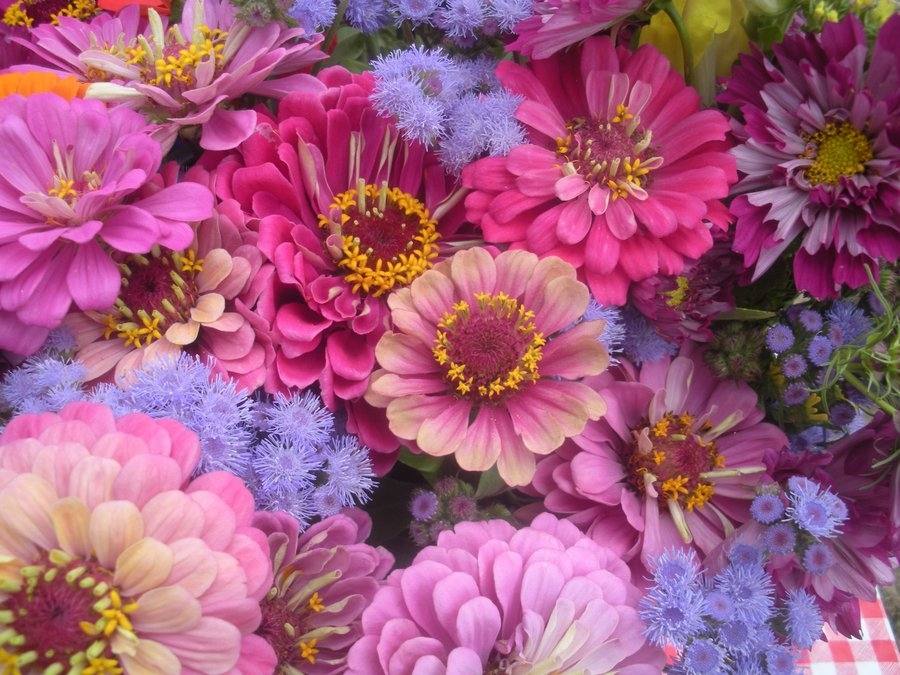 ภาพดอกไม้สวยๆ HD-3D-Wallpapers-Backgrounds (Flower)ภาพพื้นหลัง พักหน้าจอ No.8