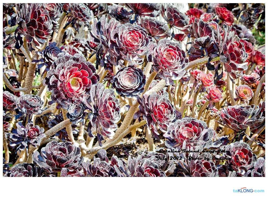 ภาพดอกไม้สวยๆ HD-3D-Wallpapers-Backgrounds (Flower)ภาพพื้นหลัง พักหน้าจอ No.9