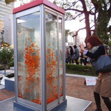 Public Phone Booth Transformed Into Giant Fish Aquarium