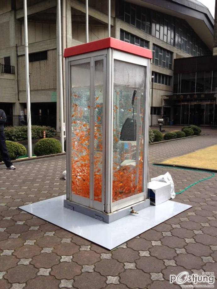 Public Phone Booth Transformed Into Giant Fish Aquarium