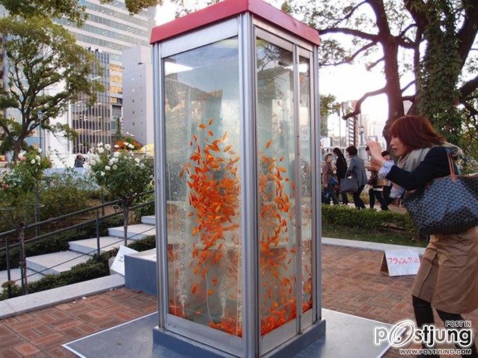 Public Phone Booth Transformed Into Giant Fish Aquarium