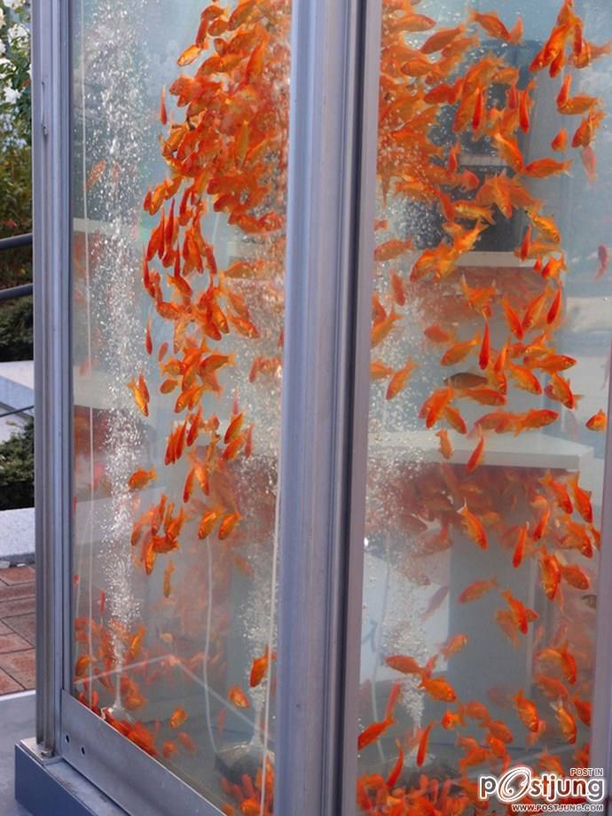 Public Phone Booth Transformed Into Giant Fish Aquarium