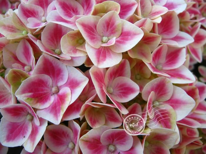 ภาพดอกไม้สวยๆ HD-3D-Wallpapers-Backgrounds (Flower)ภาพพื้นหลัง พักหน้าจอ No.11