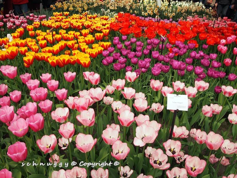 ภาพดอกไม้สวยๆ HD-3D-Wallpapers-Backgrounds (Flower)ภาพพื้นหลัง พักหน้าจอ No.12