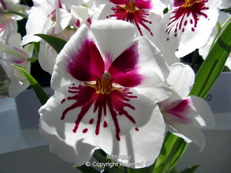 ภาพดอกไม้สวยๆ HD-3D-Wallpapers-Backgrounds (Flower)ภาพพื้นหลัง พักหน้าจอ No.13