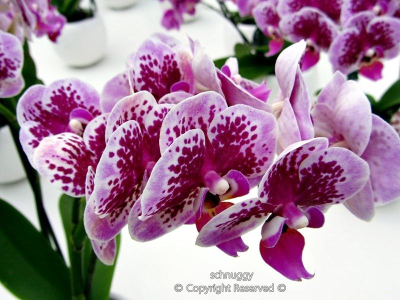 ภาพดอกไม้สวยๆ HD-3D-Wallpapers-Backgrounds (Flower)ภาพพื้นหลัง พักหน้าจอ No.14