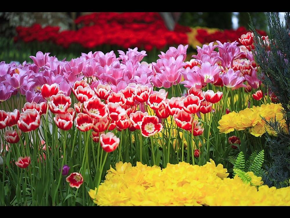 ภาพดอกไม้สวยๆ HD-3D-Wallpapers-Backgrounds (Flower)ภาพพื้นหลัง พักหน้าจอ No.15