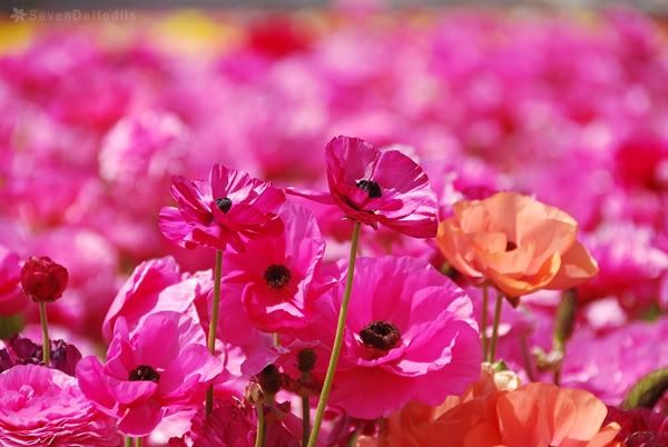ภาพดอกไม้สวยๆ HD-3D-Wallpapers-Backgrounds (Flower)ภาพพื้นหลัง พักหน้าจอ No.16