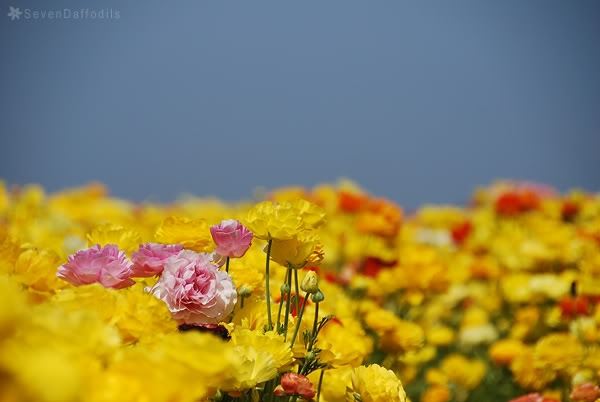 ภาพดอกไม้สวยๆ HD-3D-Wallpapers-Backgrounds (Flower)ภาพพื้นหลัง พักหน้าจอ No.16