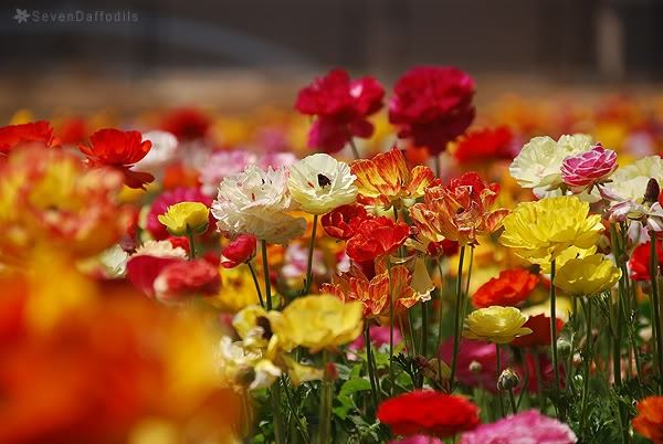 ภาพดอกไม้สวยๆ HD-3D-Wallpapers-Backgrounds (Flower)ภาพพื้นหลัง พักหน้าจอ No.17