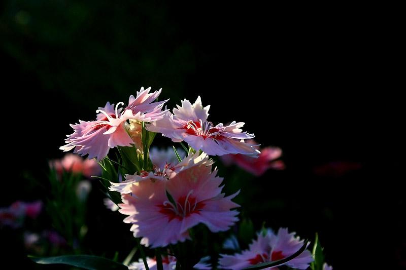 ภาพดอกไม้สวยๆ HD-3D-Wallpapers-Backgrounds (Flower)ภาพพื้นหลัง พักหน้าจอ No.19