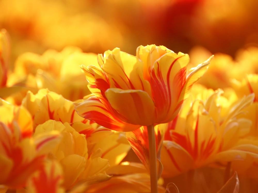 ภาพดอกไม้สวยๆ HD-3D-Wallpapers-Backgrounds (Flower)ภาพพื้นหลัง พักหน้าจอ No.20