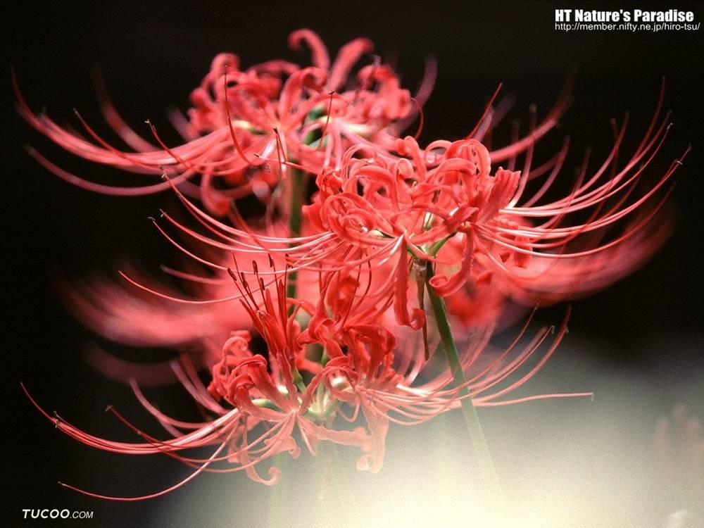 ภาพดอกไม้สวยๆ HD-3D-Wallpapers-Backgrounds (Flower)ภาพพื้นหลัง พักหน้าจอ No.25