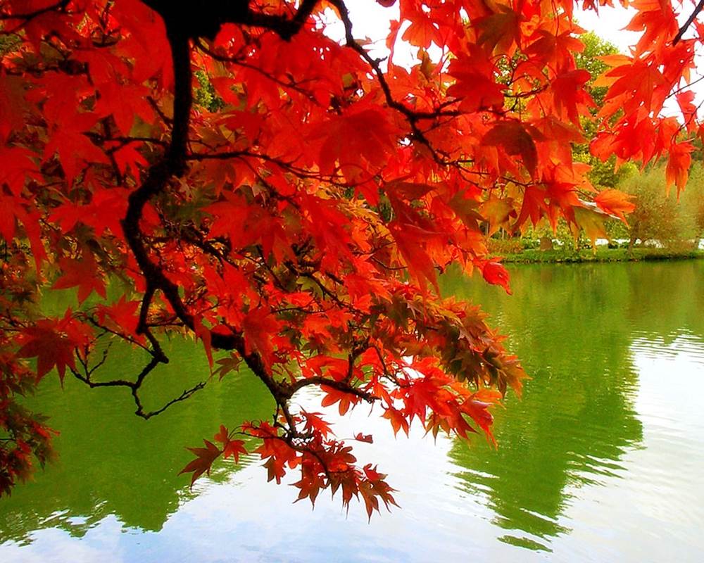 Season-(Spring-Autumn)HD-Wallpapers-Backgrounds ภาพพื้นหลัง พักหน้าจอ No.1