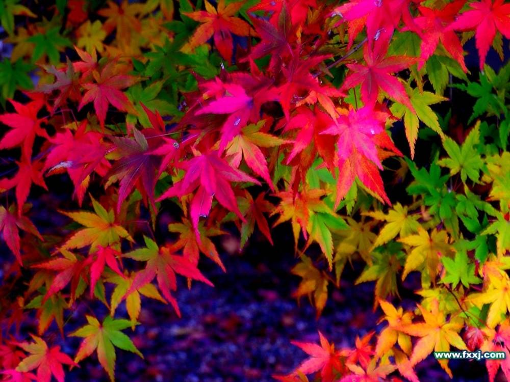 Season-(Spring-Autumn)HD-Wallpapers-Backgrounds ภาพพื้นหลัง พักหน้าจอ No.1