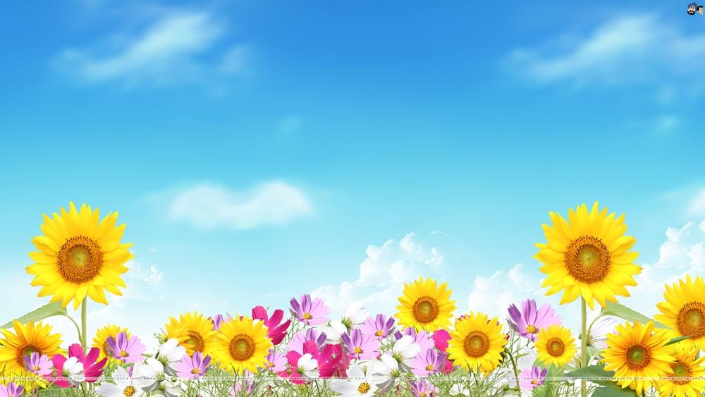 Season-(Summer-ฤดูร้อน)HD-Wallpapers-Backgrounds ภาพพื้นหลัง พักหน้าจอ No.19