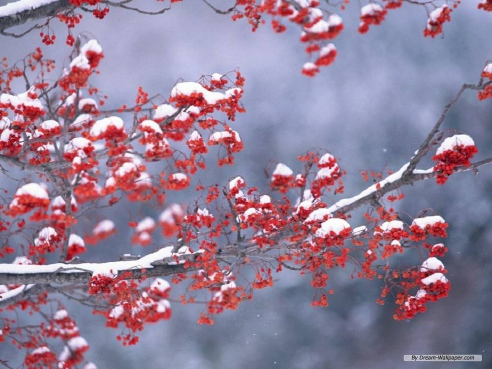 Season-(Winter-Snow-ฤดูหนาว-หิมะตก)HD-Wallpapers-Backgrounds ภาพพื้นหลัง พักหน้าจอ No.49