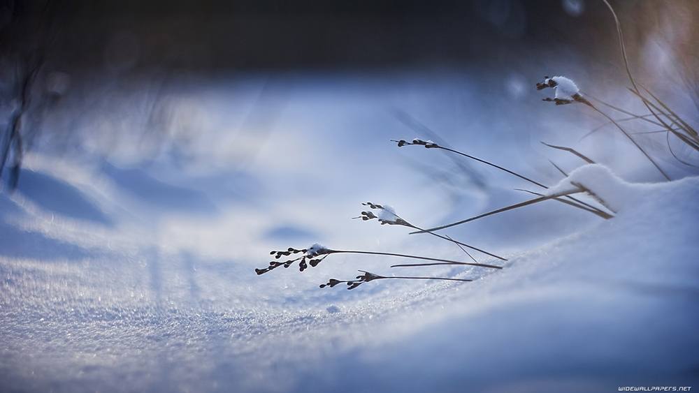 Season-(Winter-Snow-ฤดูหนาว-หิมะตก)HD-Wallpapers-Backgrounds ภาพพื้นหลัง พักหน้าจอ No.52