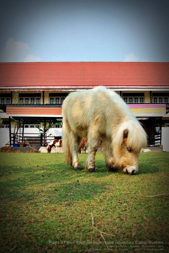 “เพ ลา เพลิน” พาเพลินในอุทยานดอกไม้มาแรงแห่งภาคอีสาน