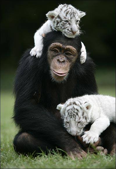 ลิงชิมแปนซีช่วยเจ้าหน้าที่เลี้ยงลูกเสือ