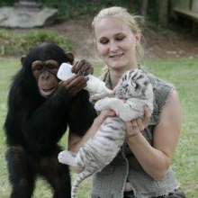 ลิงชิมแปนซีช่วยเจ้าหน้าที่เลี้ยงลูกเสือ
