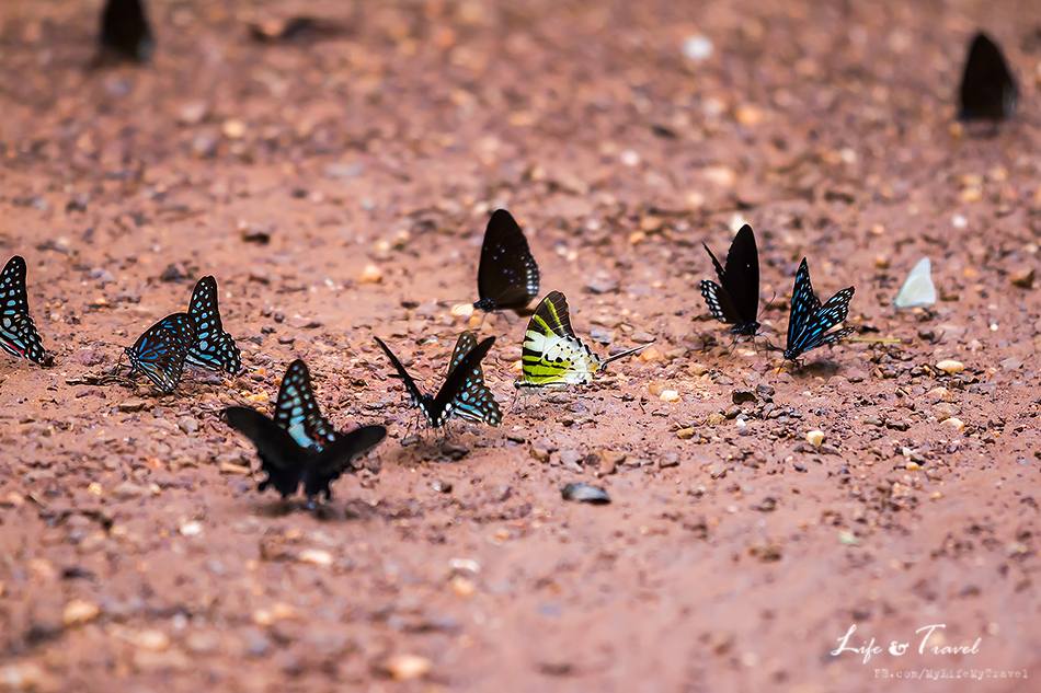 บุรีรัมย์ เมืองท่องเที่ยวใหม่ ไปกันหรือยัง?(ตอนธรรมชาติสรรค์สร้าง)