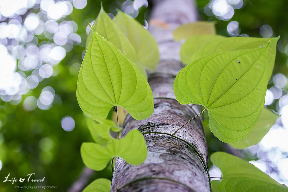 บุรีรัมย์ เมืองท่องเที่ยวใหม่ ไปกันหรือยัง?(ตอนธรรมชาติสรรค์สร้าง)