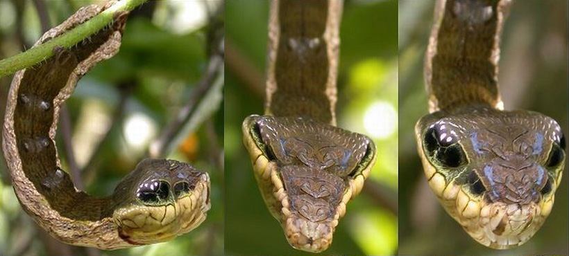 นึกว่างูหัวขาด,มหัศจรรย์ หนอนผีเสื้อ ปลอมตัวเป็นงู เพื่อความอยู่รอด