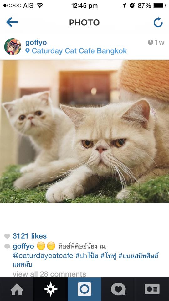 น้องแมวน่ารักๆ จาก Caturday Cat Cafe