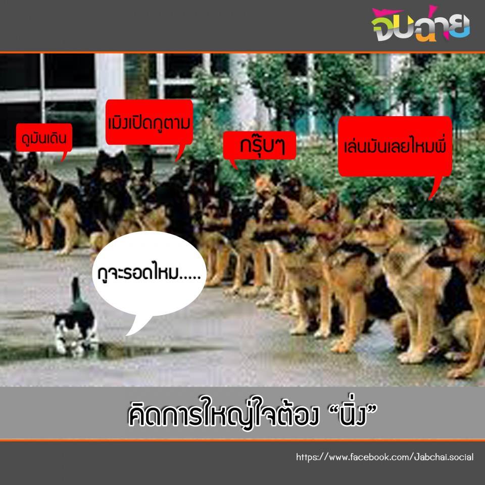 นาทีชีวิต..ของเจ้าเหมียว