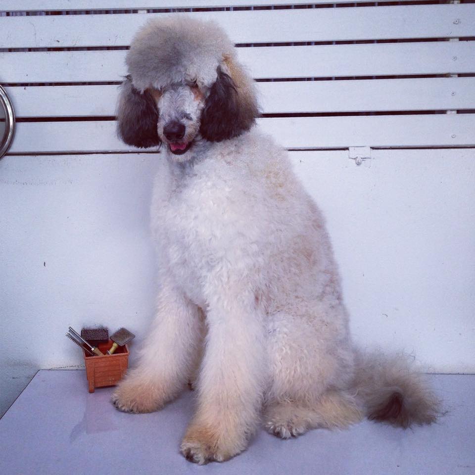 ชูใจ (Standard Poodle)