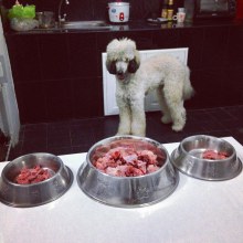 ชูใจ (Standard Poodle)