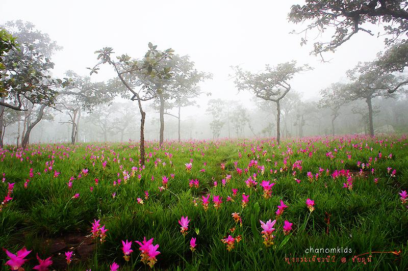 สุดยอด ปอดอีสาน จังหวัด ชัยภูมิ