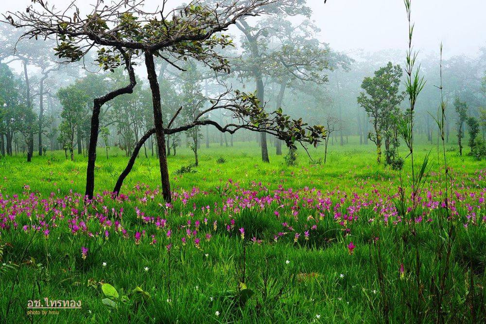 สุดยอด ปอดอีสาน จังหวัด ชัยภูมิ