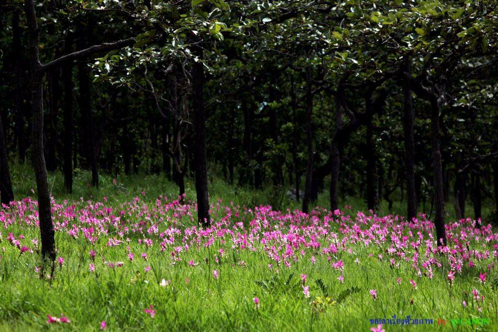 สุดยอด ปอดอีสาน จังหวัด ชัยภูมิ