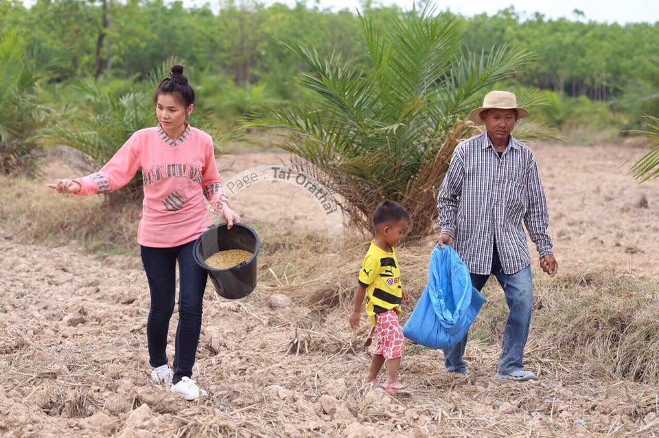 ภาพน่ารักๆ "ต่าย อรทัย" กลับบ้านนา ช่วยคุณพ่อปลูกข้าวในวันพืชมงคล