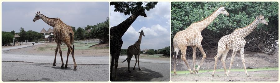 สัตว์ต่าง ๆ ที่ซาฟารีเวิลด์  safari world