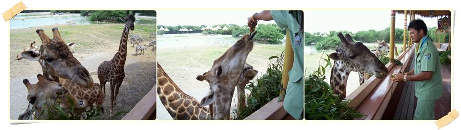 สัตว์ต่าง ๆ ที่ซาฟารีเวิลด์  safari world