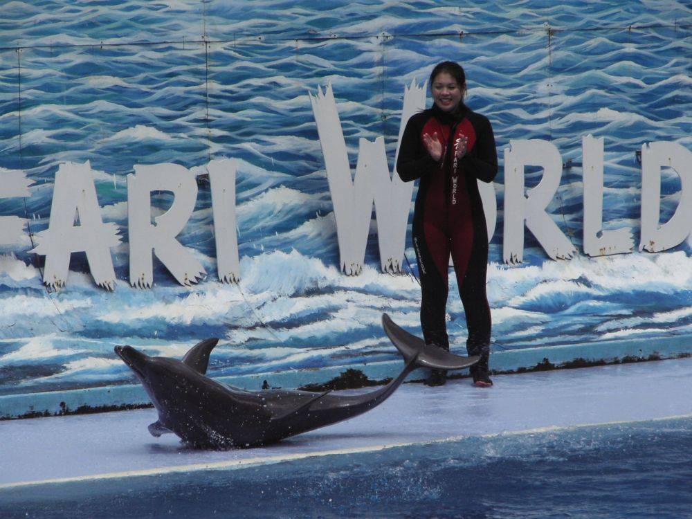 การแสดงโลมา วาฬขาว ที่ ซาฟารีเวิลด์